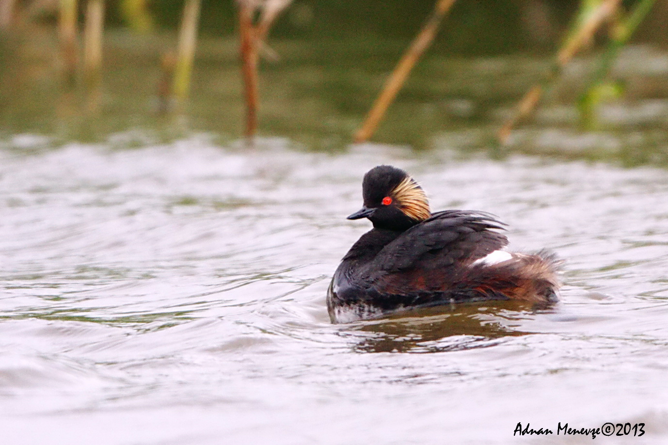 Horned Grebe